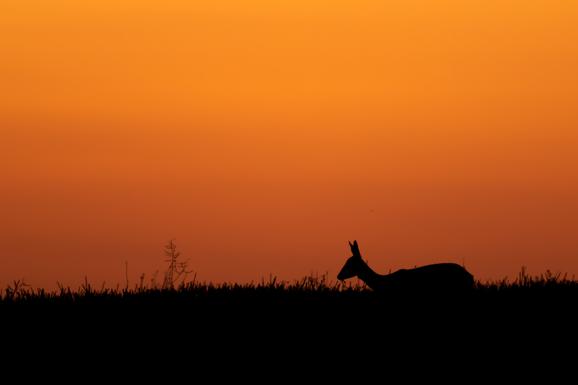 European roe deer