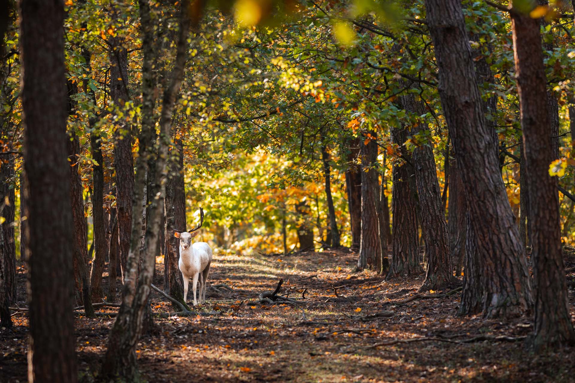 Fallow deer