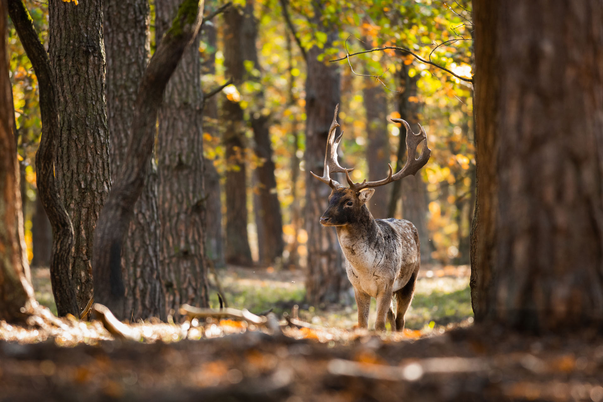 Fallow deer