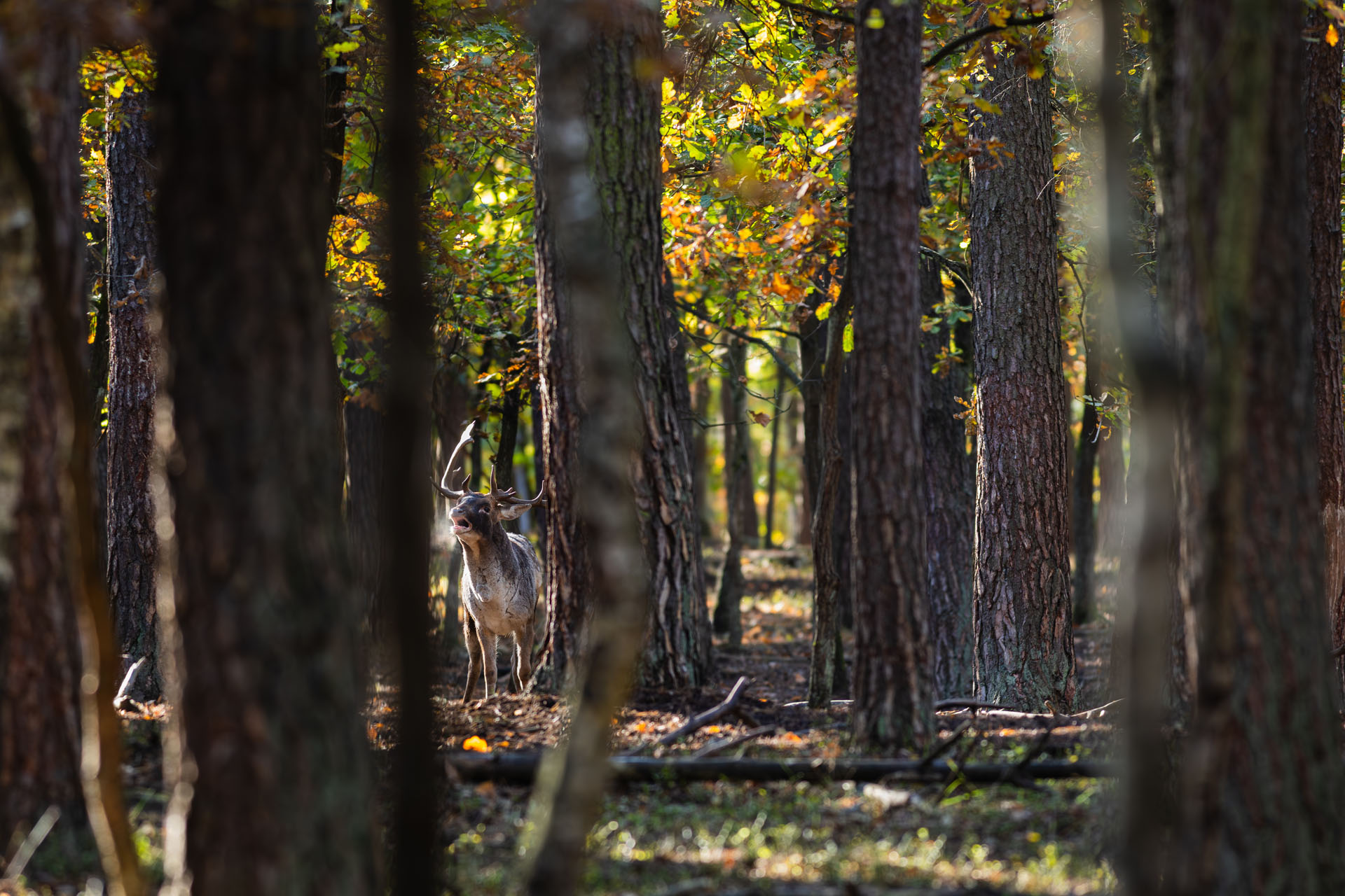 Daniel, Fallow deer