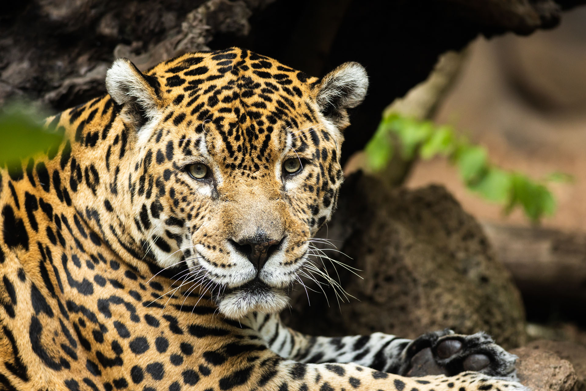 Jaguar