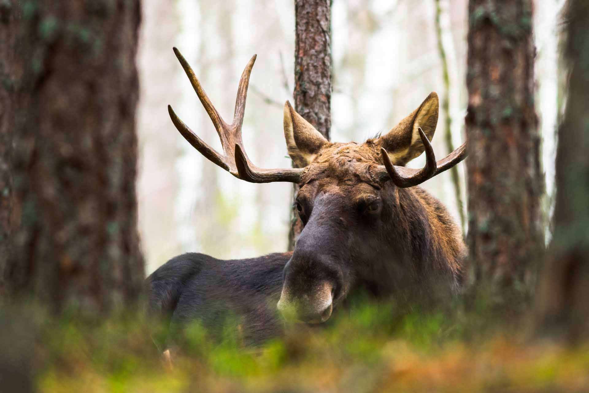 Moose