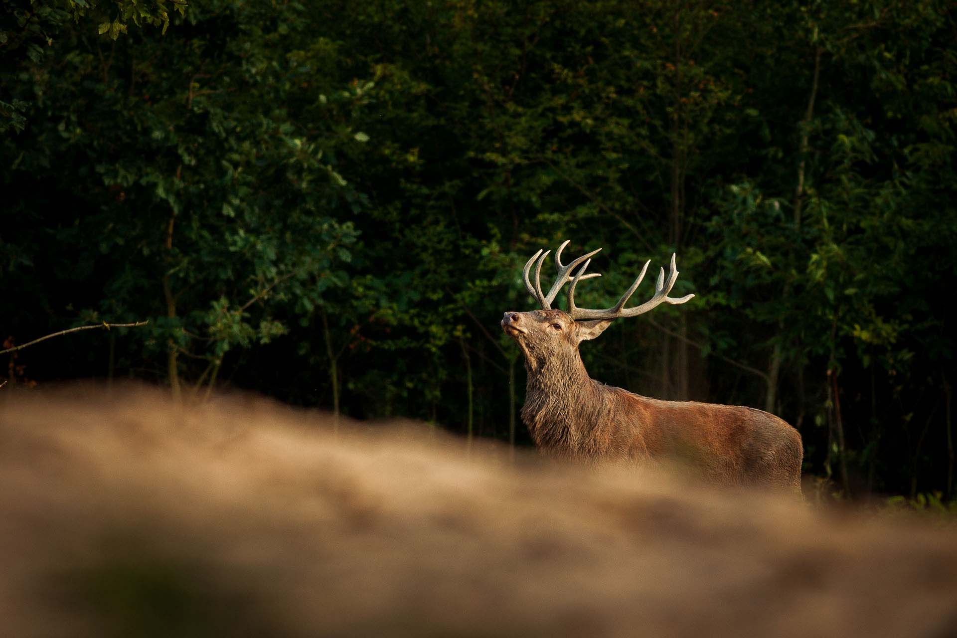 Red deer