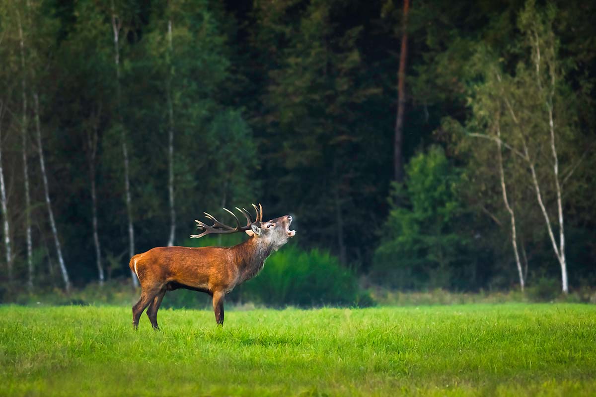 Red deer