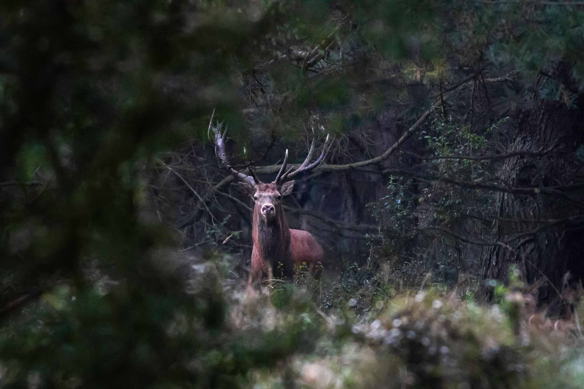 Red deer