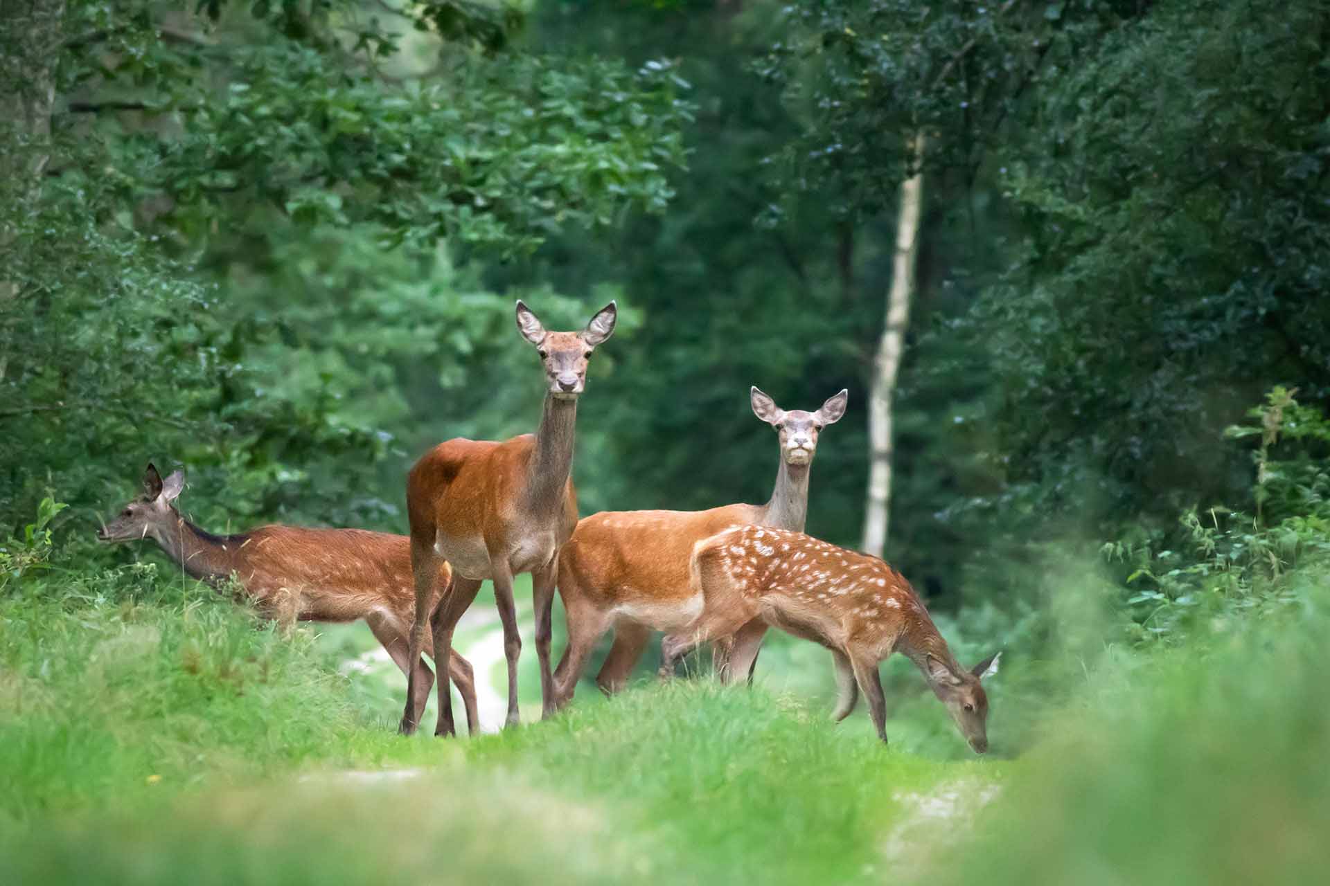 Red deer