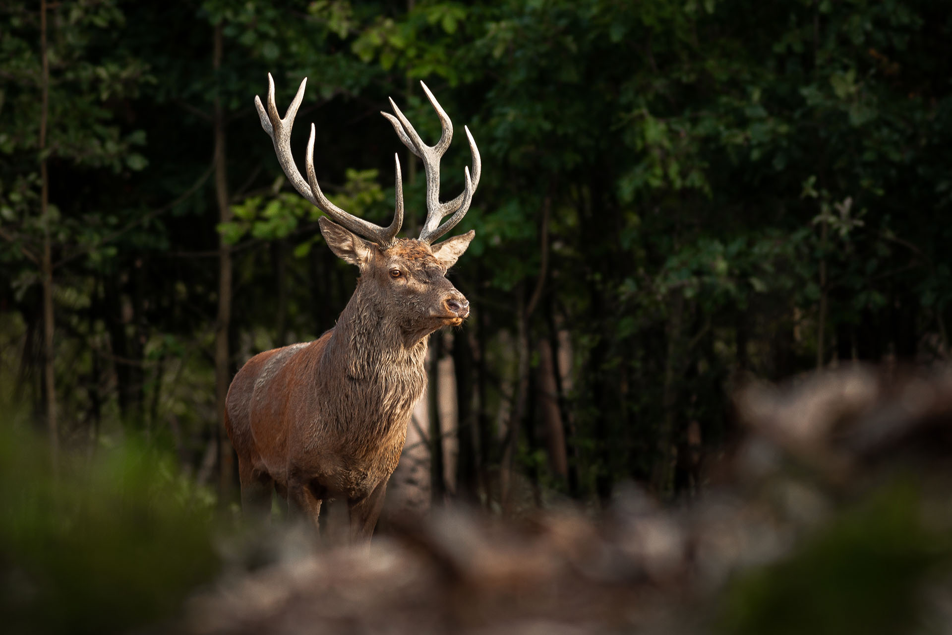 Red deer