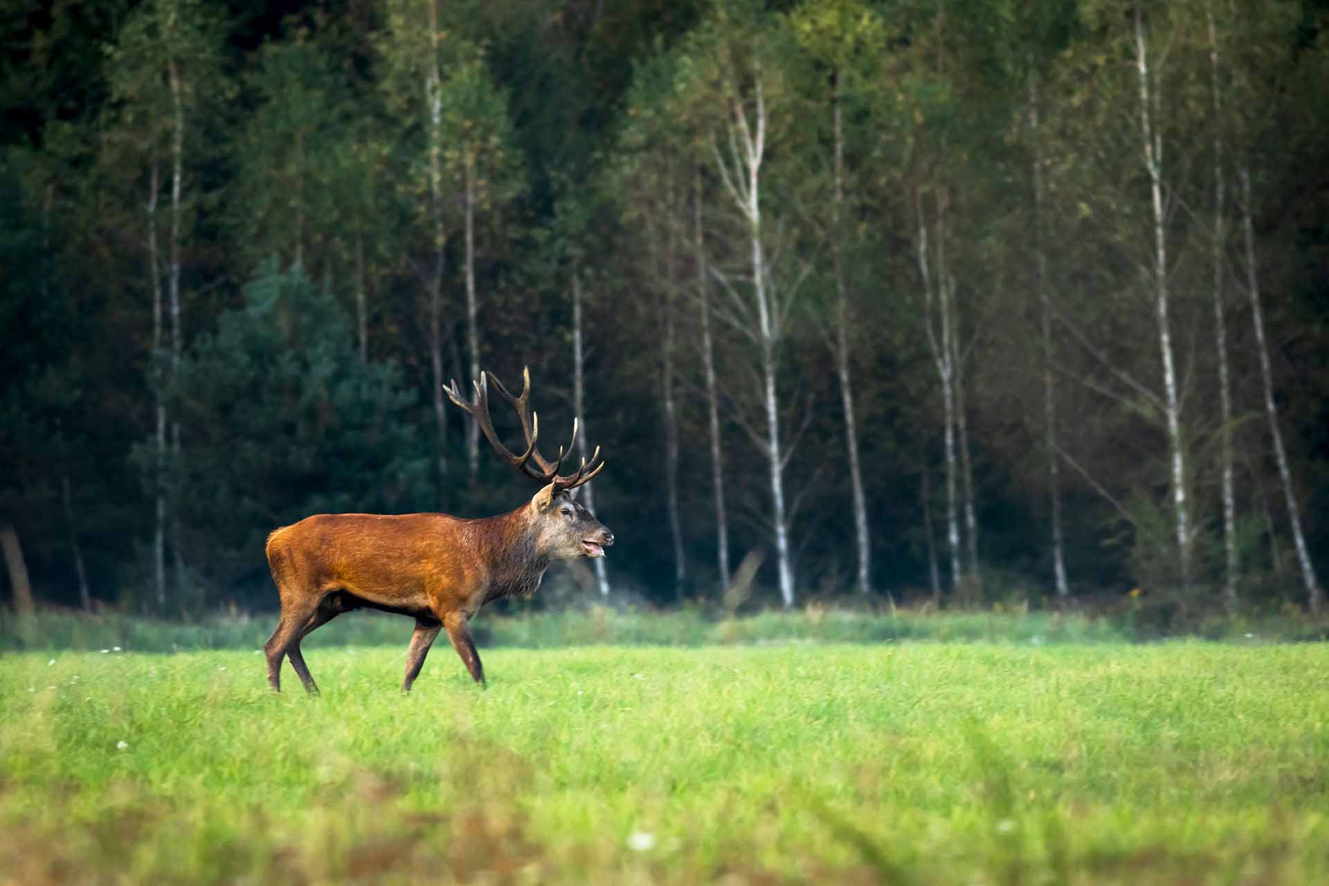 Red deer