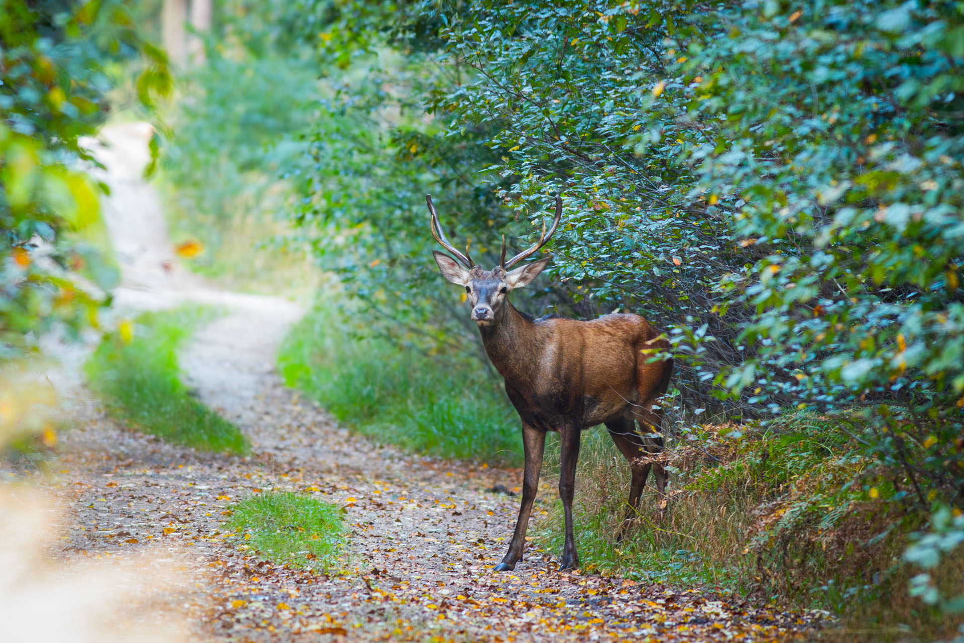 Jeleń szlachetny, Red deer