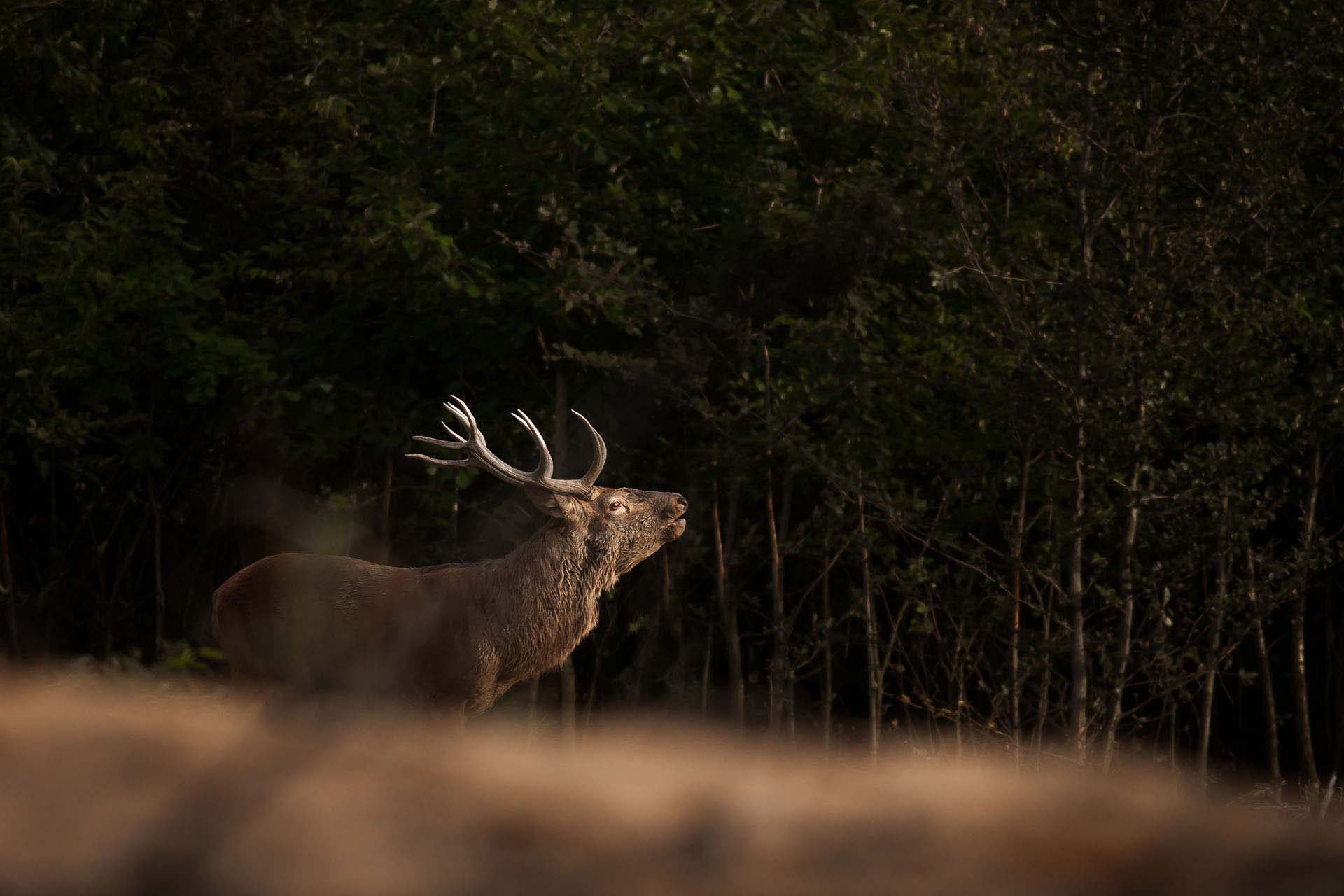 Red deer