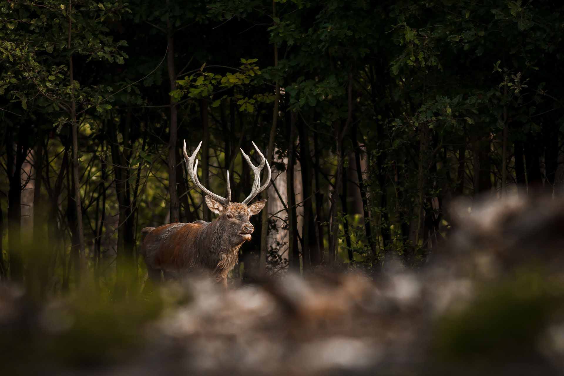 Red deer