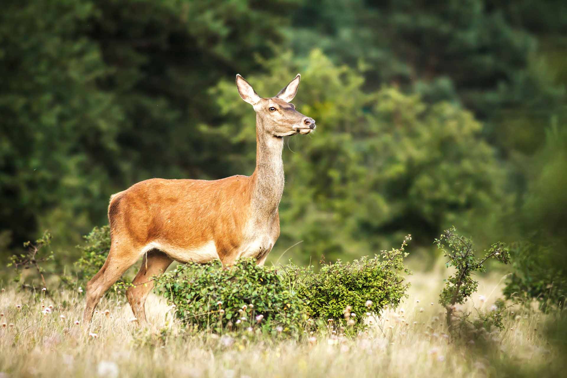 Red deer