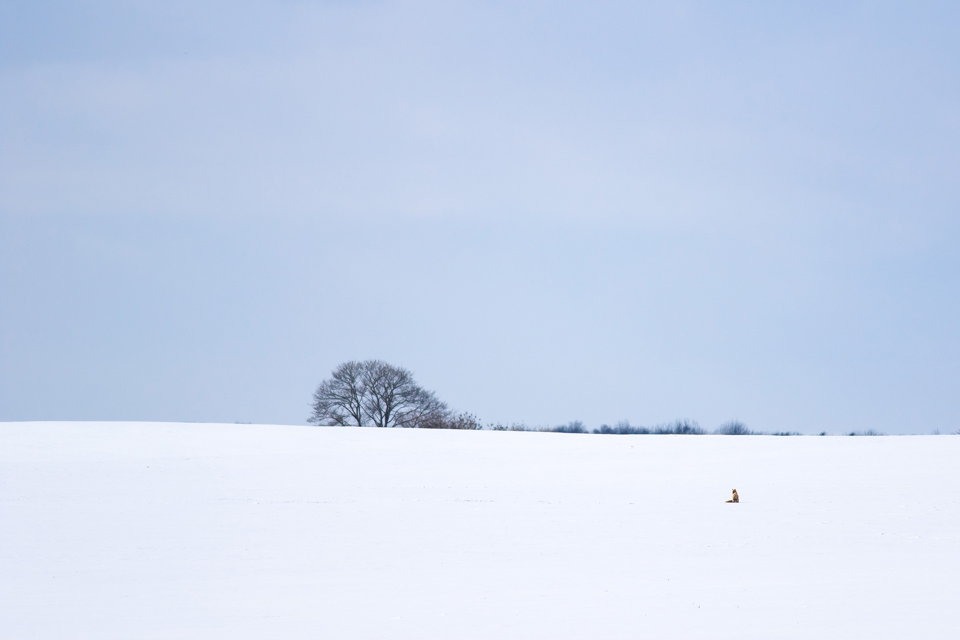 Lis, Red fox