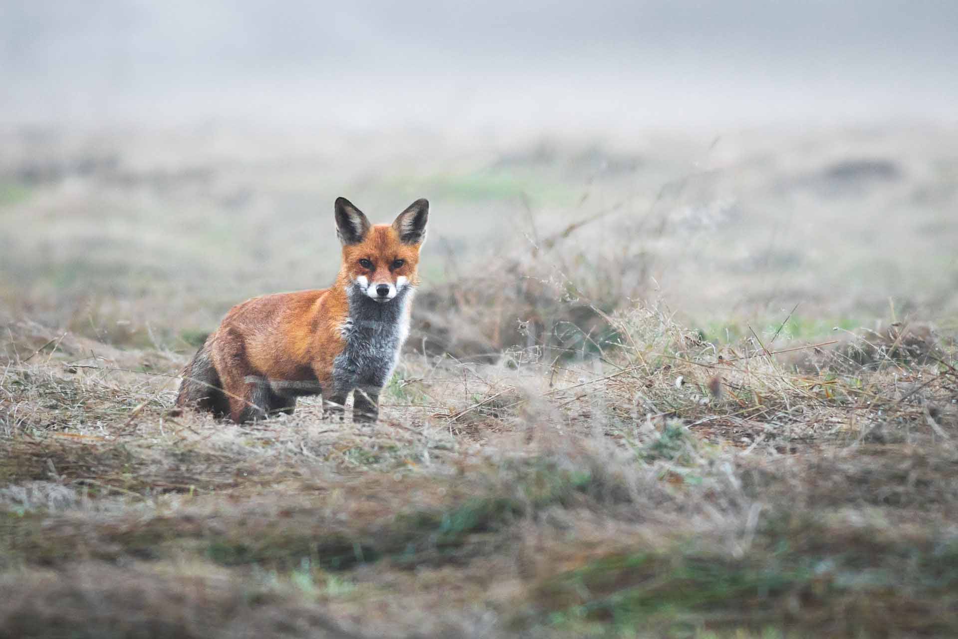 Red fox