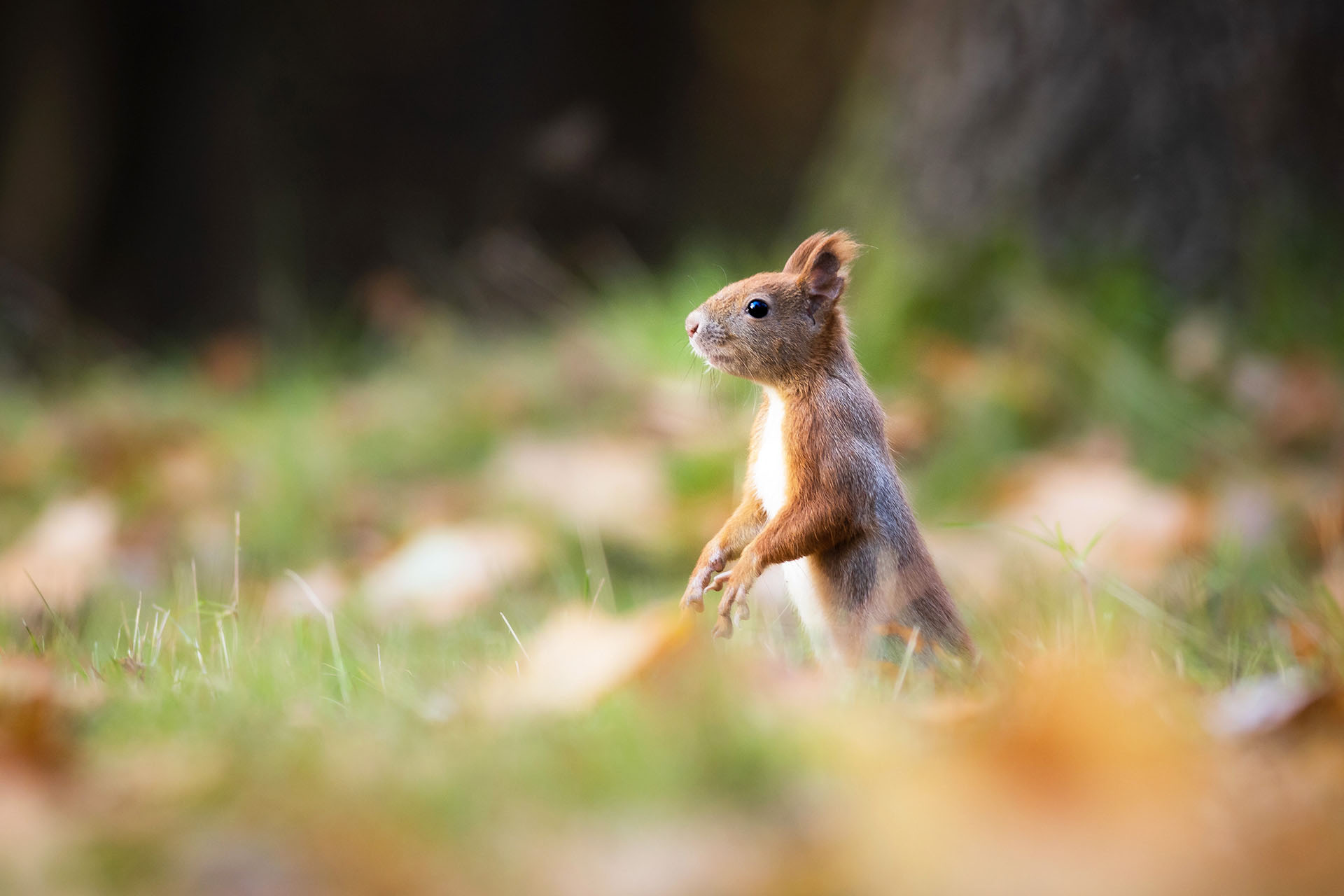 Red squirrel