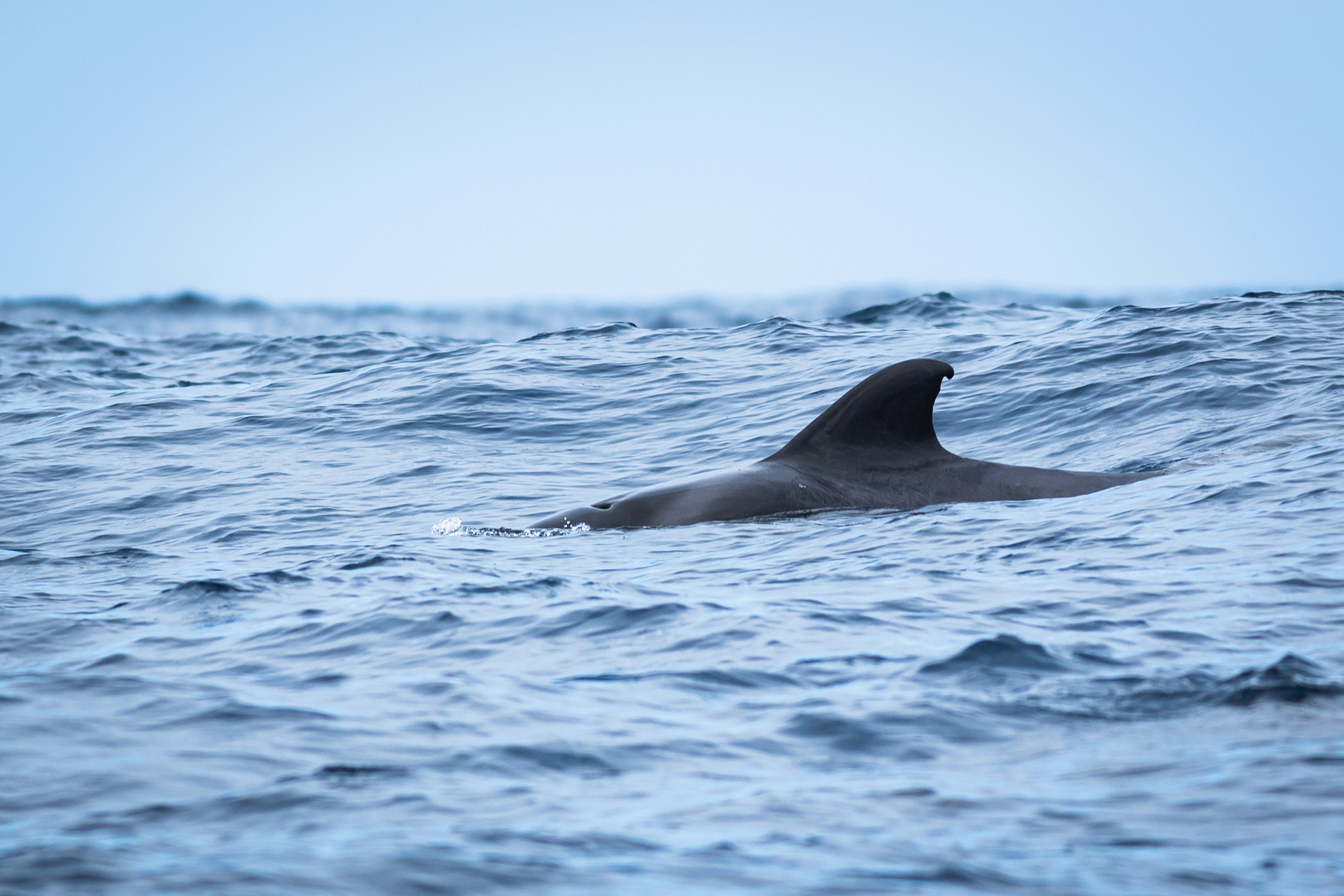 Short finned pilot whale