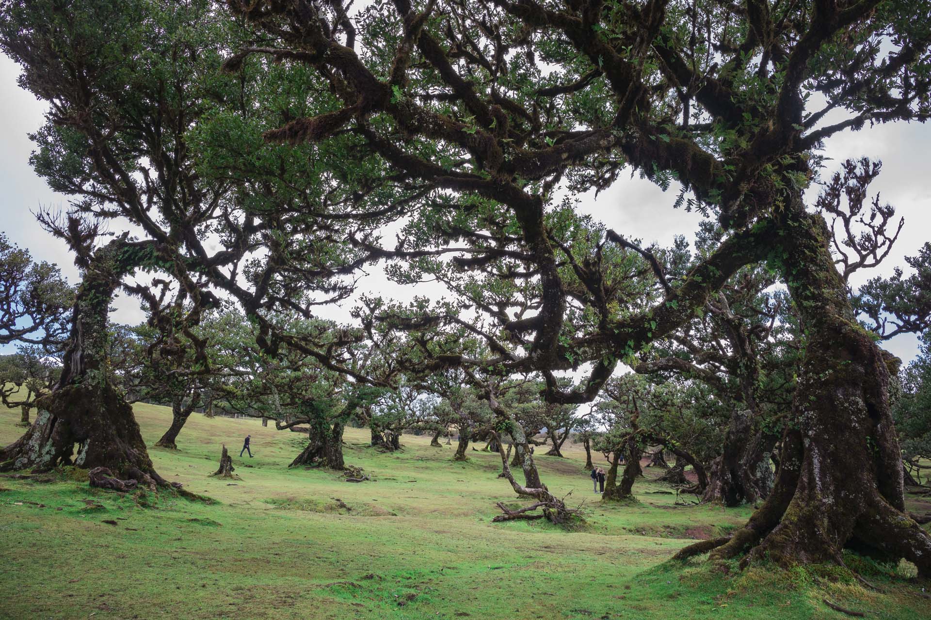 Las Wawrzynowy Fanal, Fanal forest