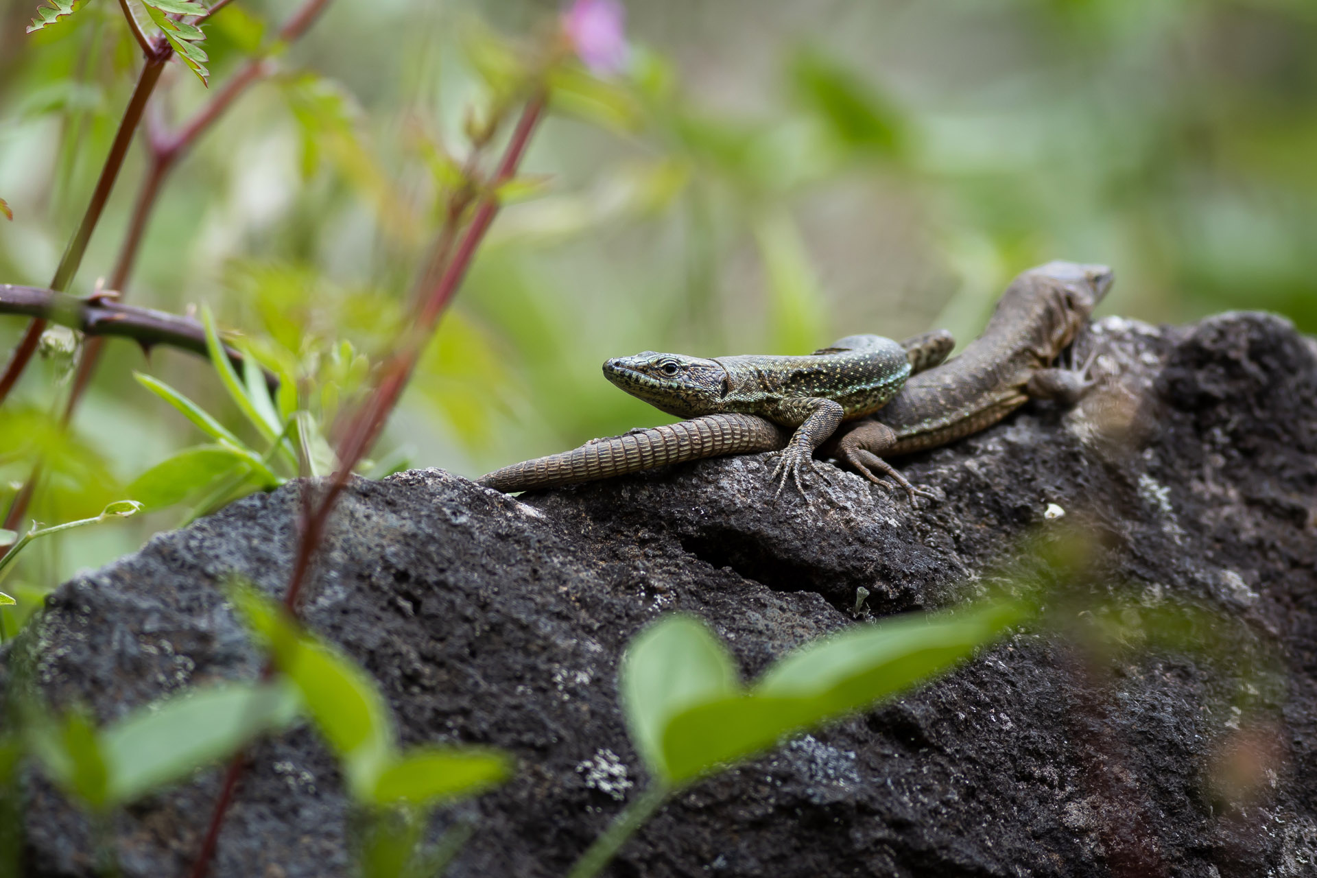 Jaszczurka maderska, Madeiran wall lizard