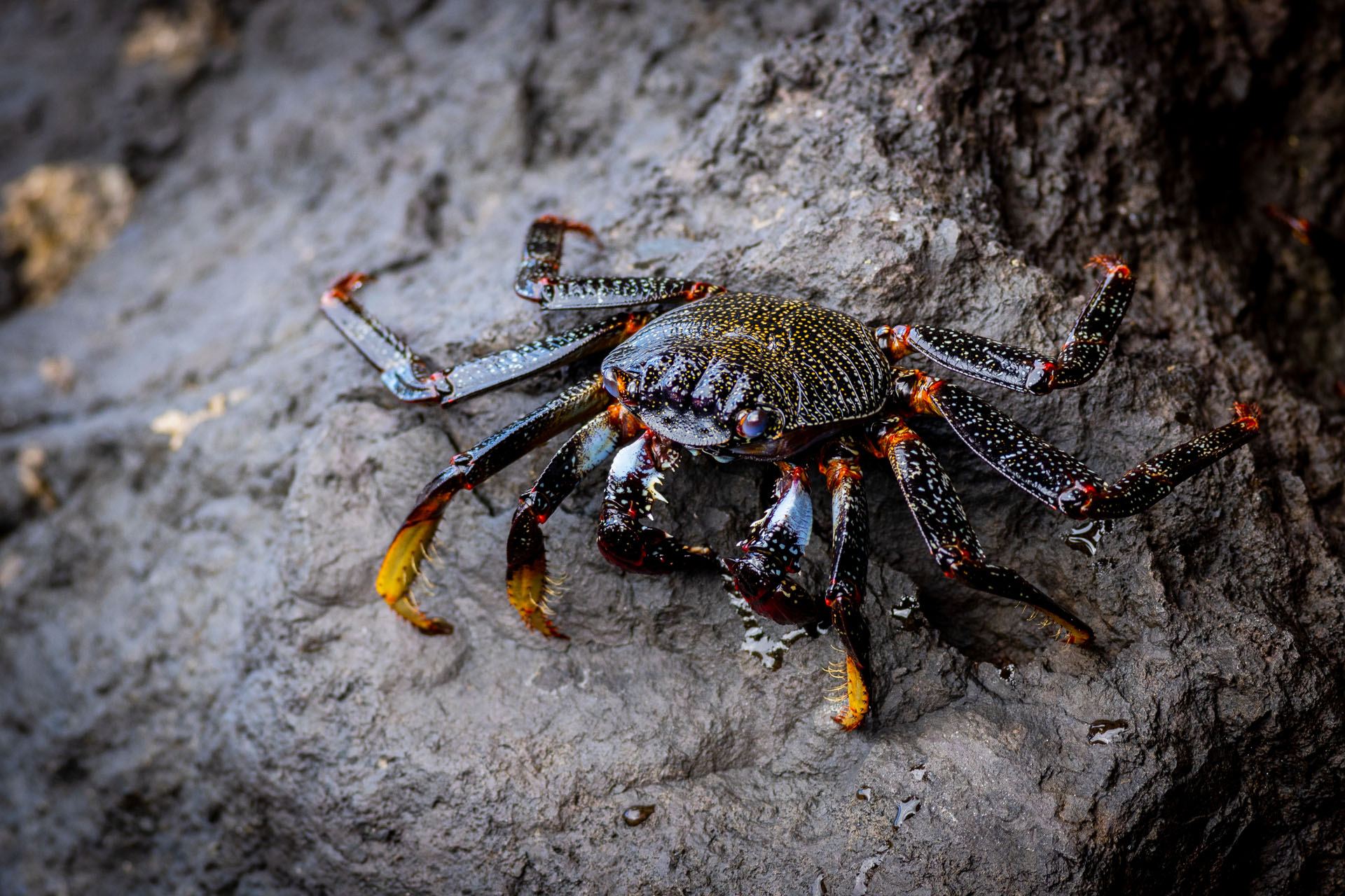 Moorish crab