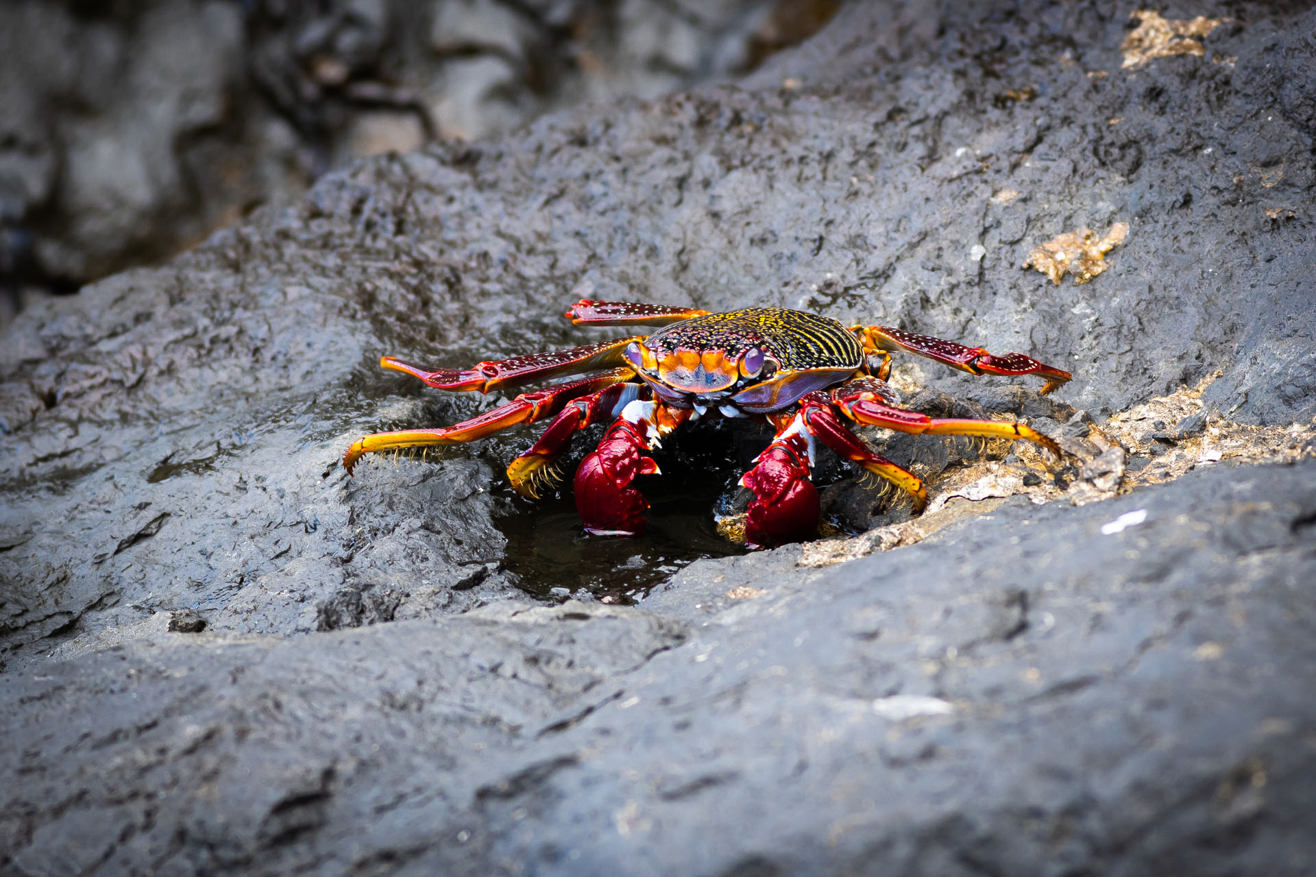 Moorish crab