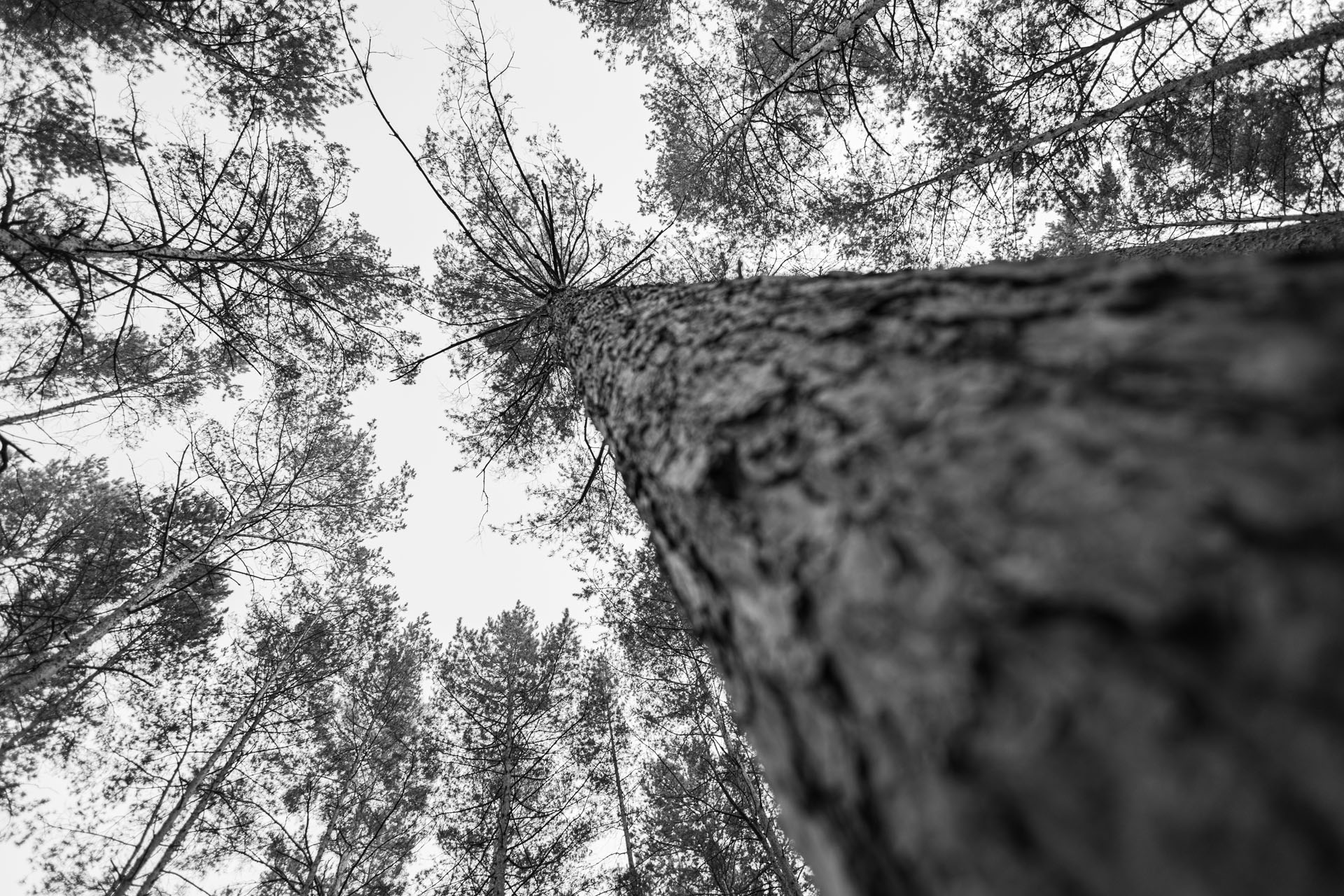 Sosna zwyczajna, Pine