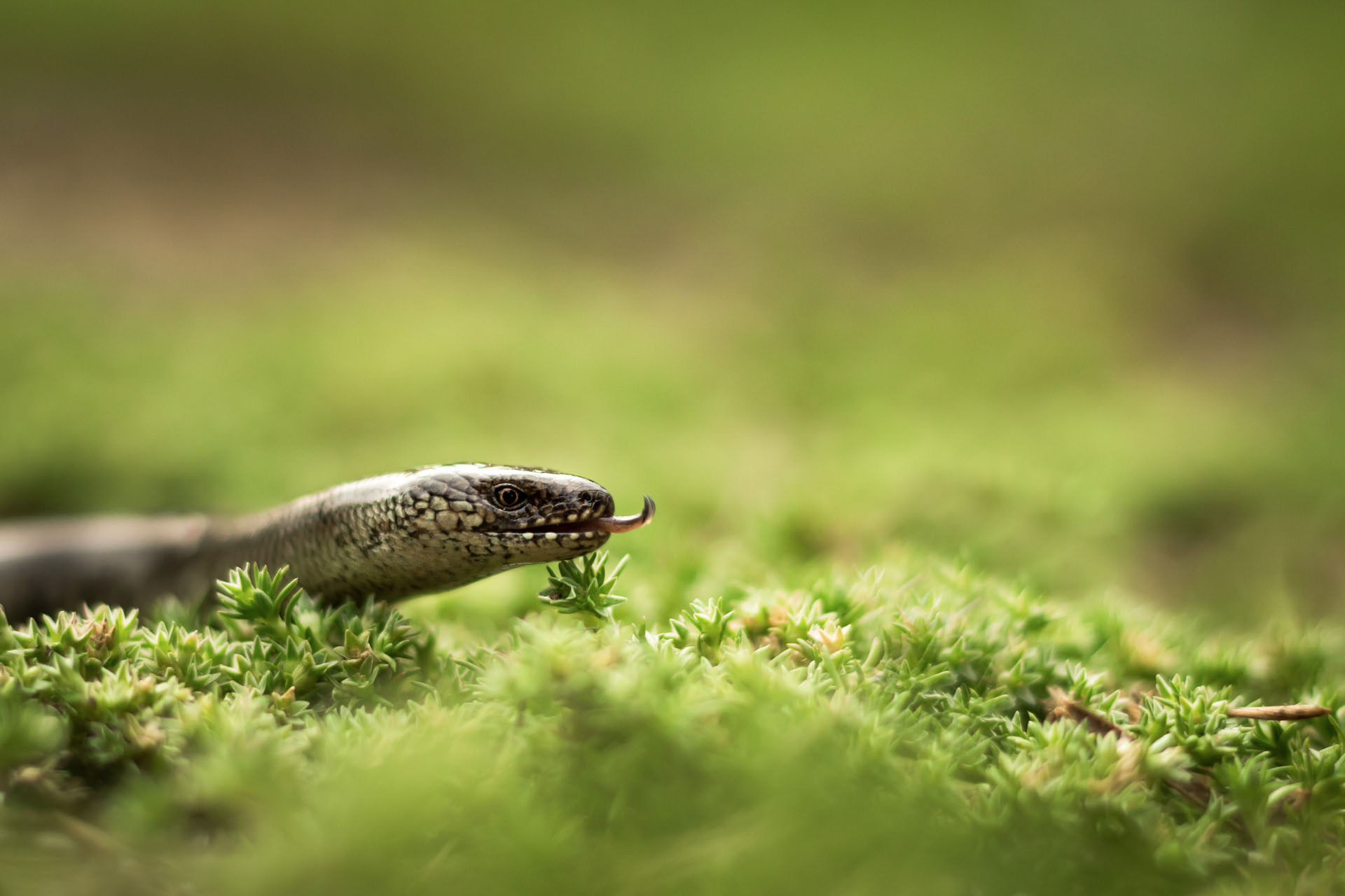 Slow worm