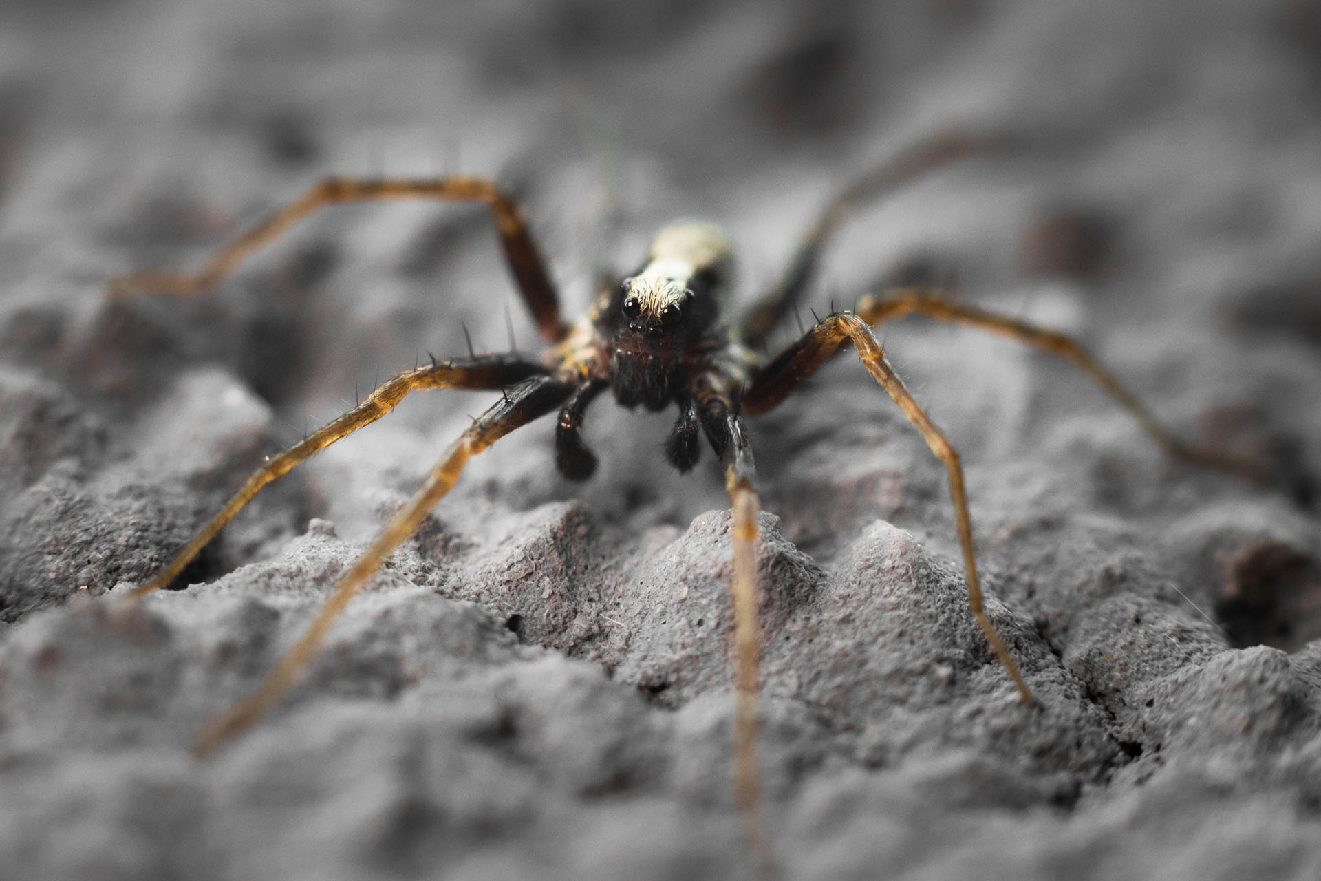 Wałęsak zwyczajny, Spotted wolf spider