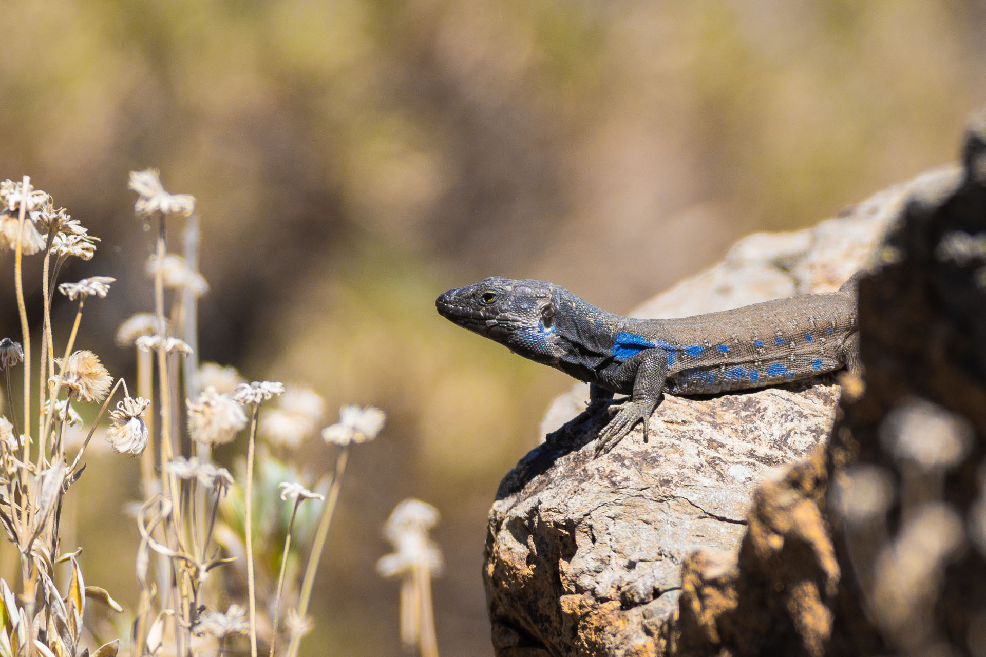 Tenerife lizard