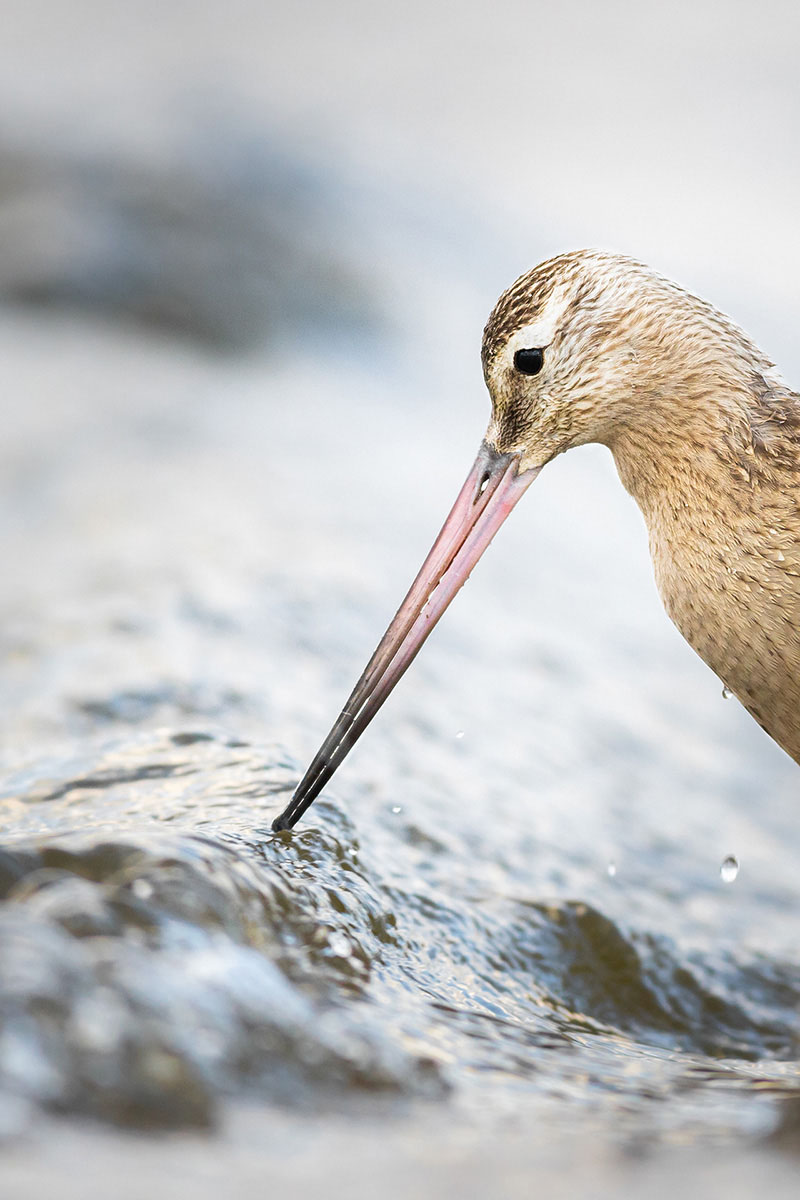 Bar-tailed godwit