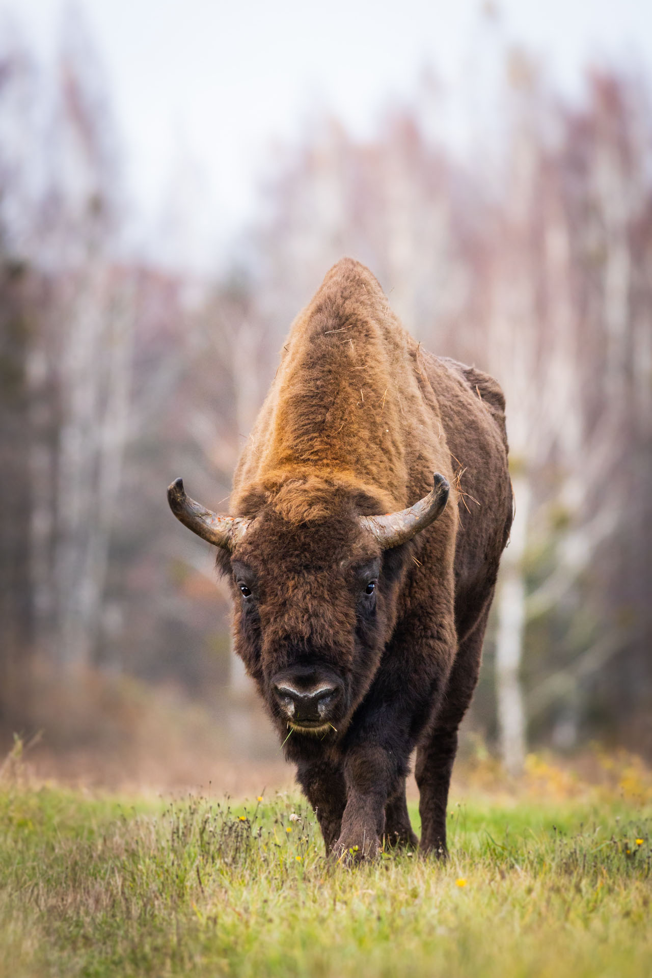 Żubr, European bison