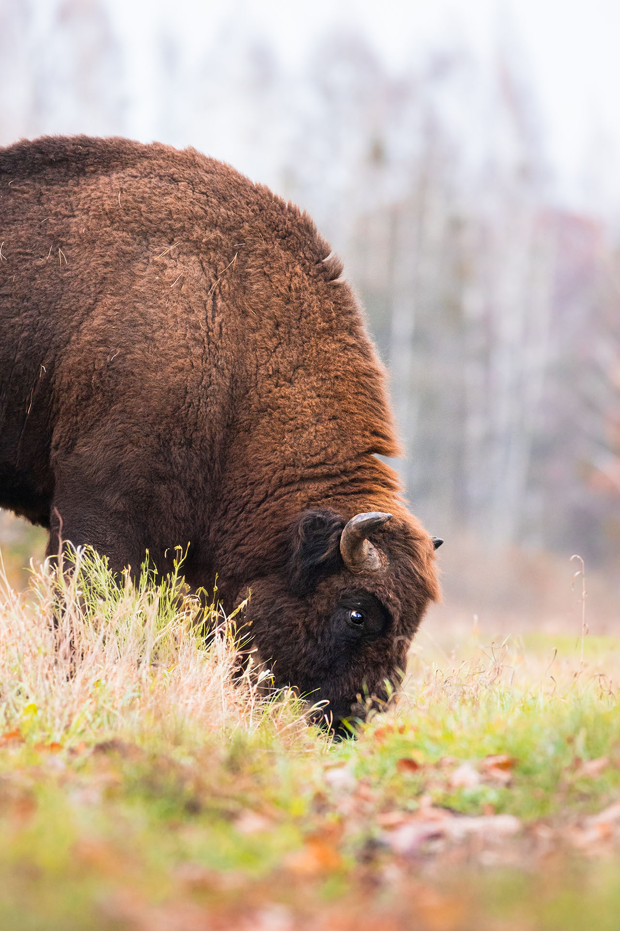 Żubr, European bison