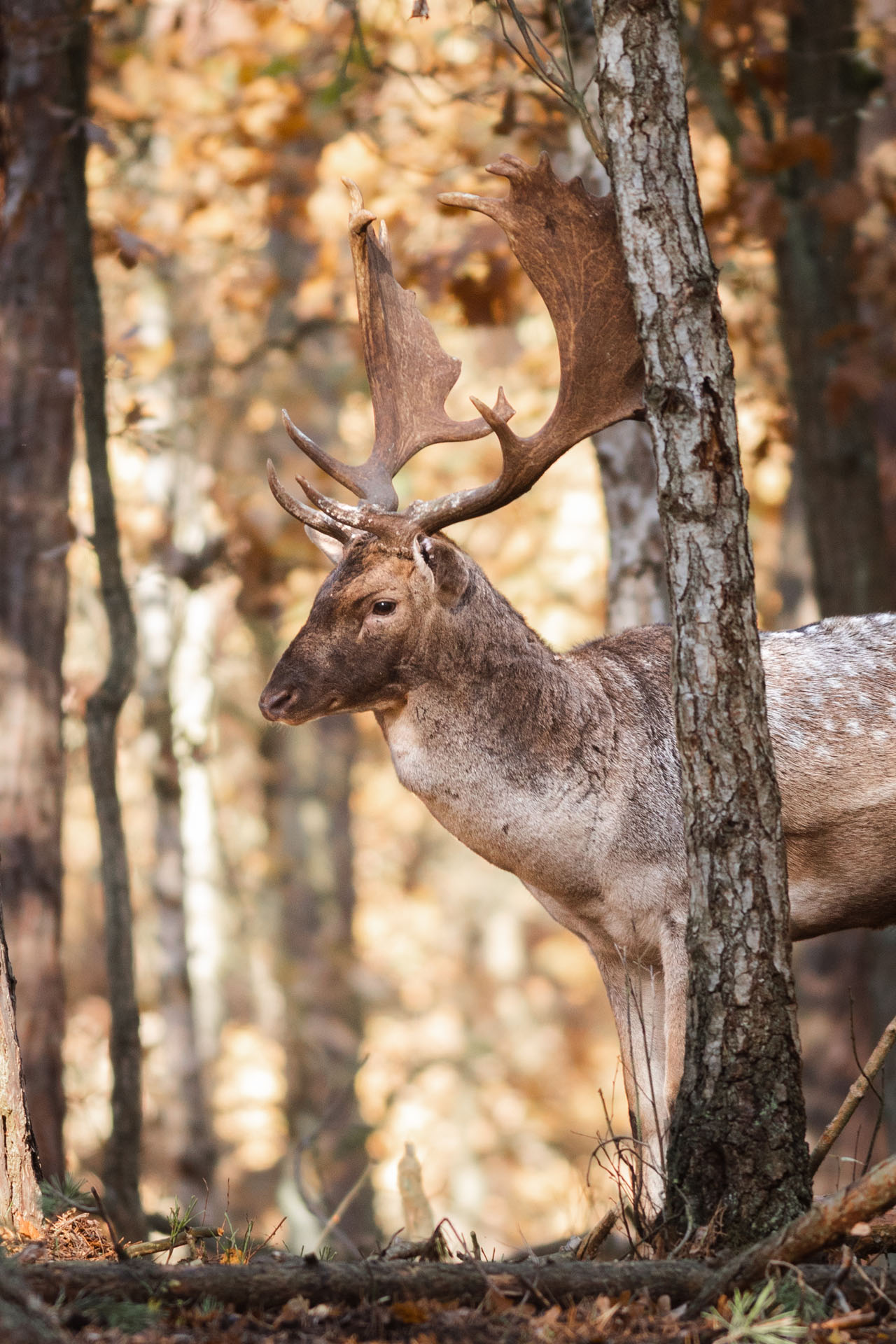 Fallow deer