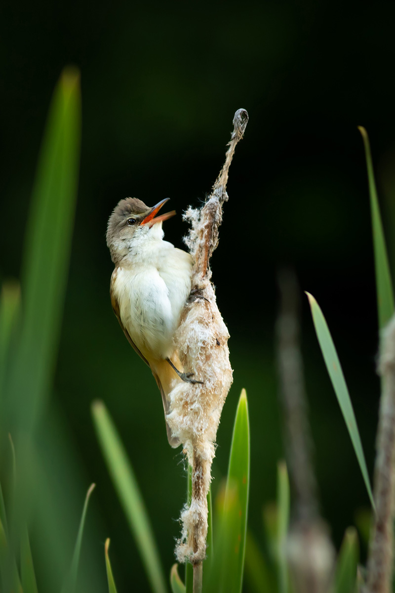 Great reed warbler