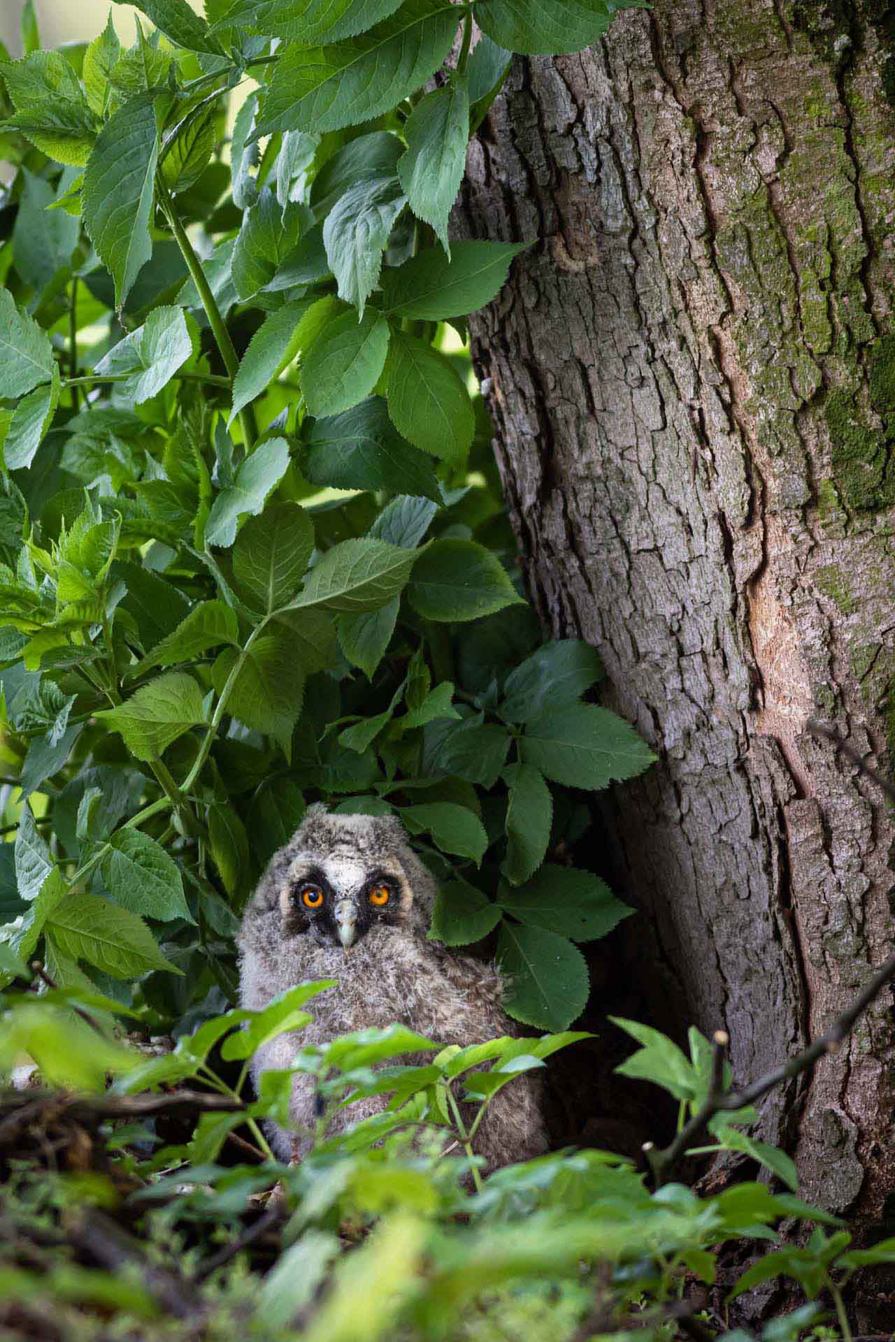 Long-eared owl