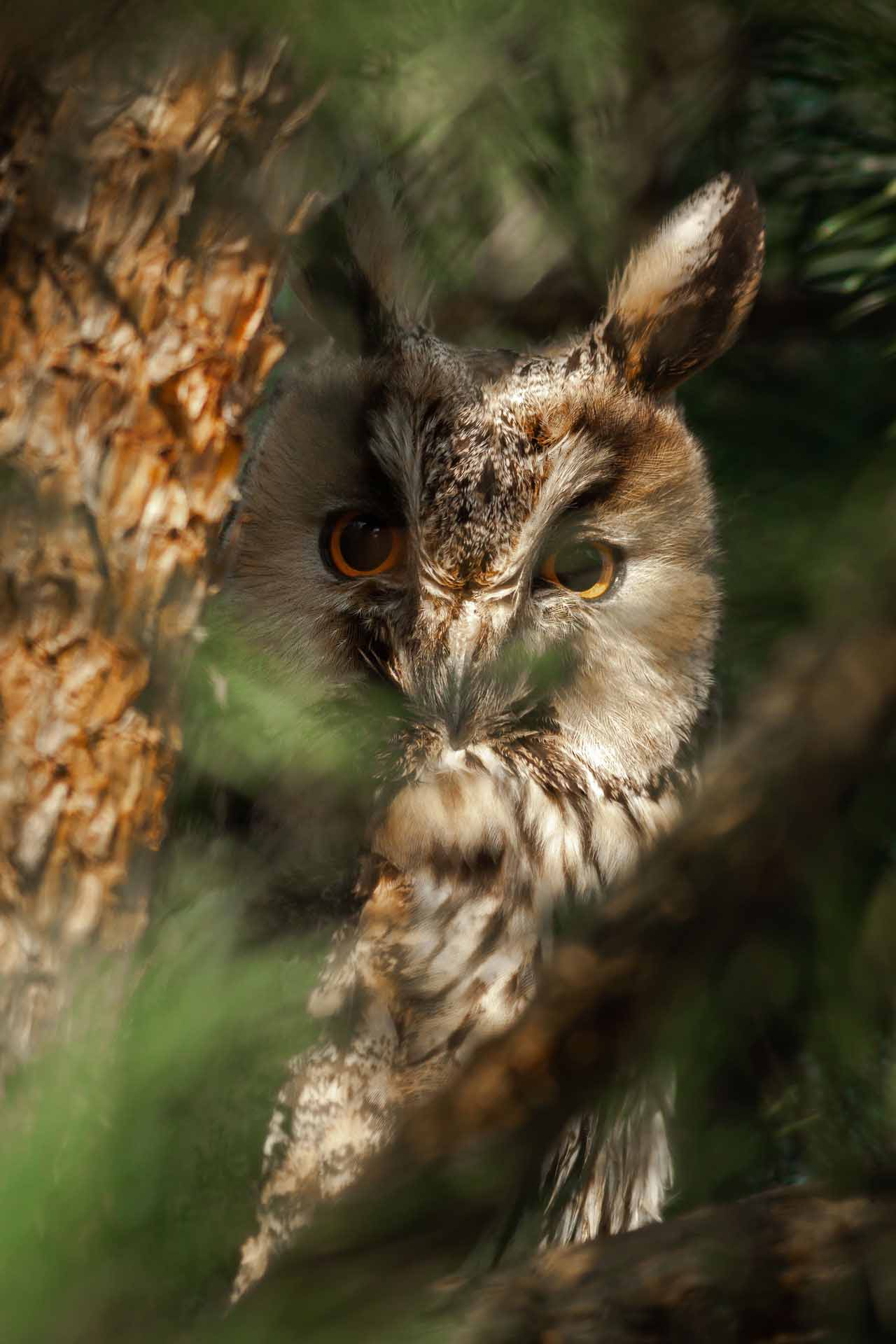 Long-eared owl