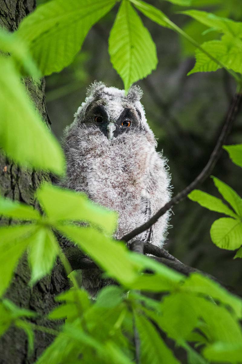 Long-eared owl