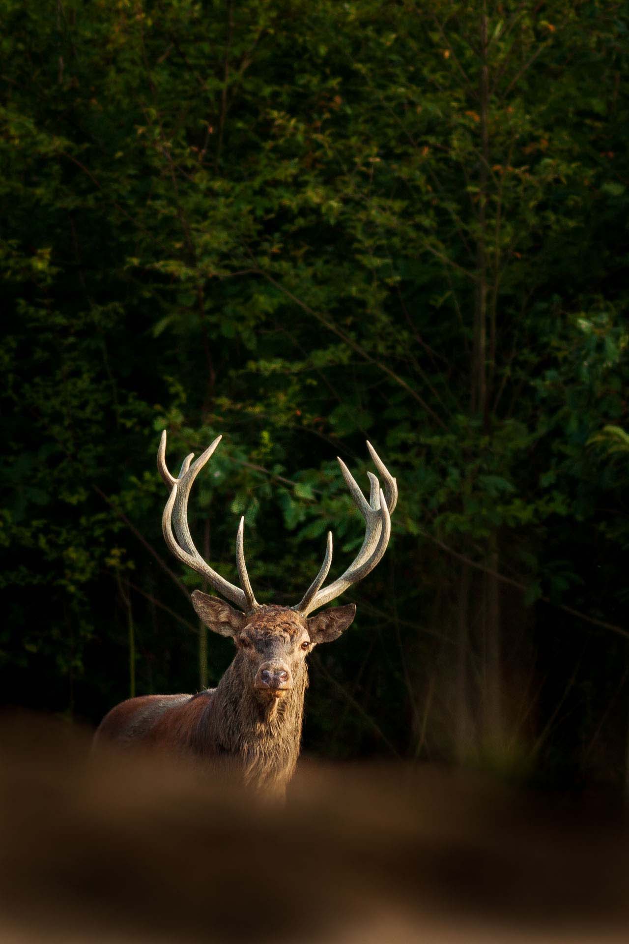 Red deer