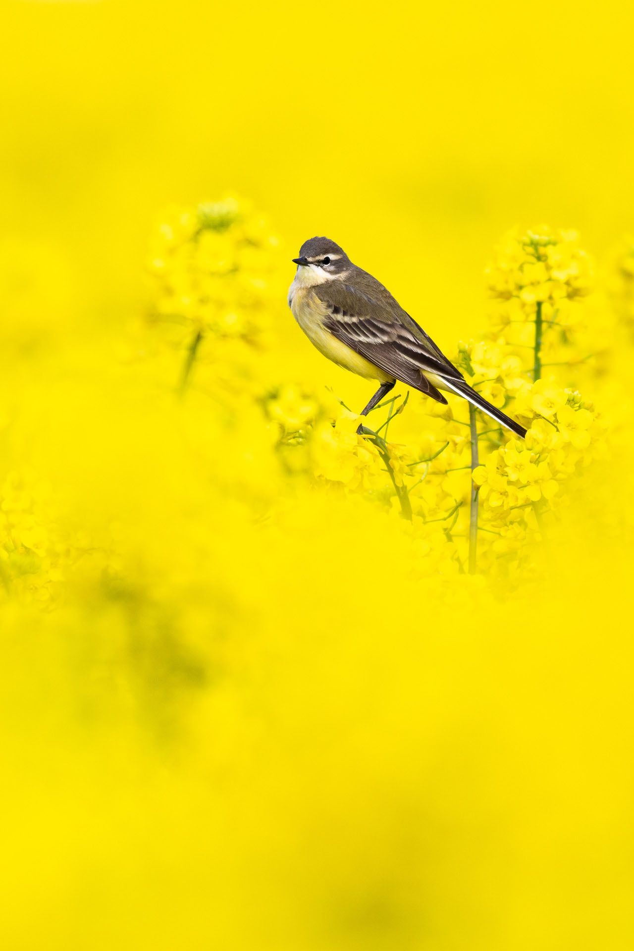 Western yellow wagtail